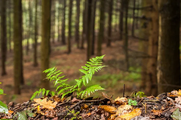 Bir orman içinde büyüyen eğreltiotu — Stok fotoğraf