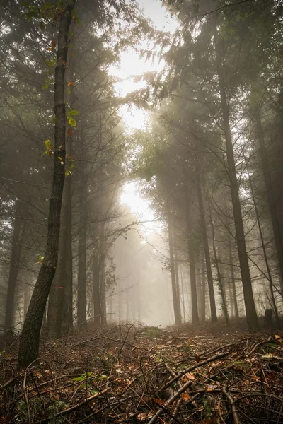 恐怖的森林 — 图库照片