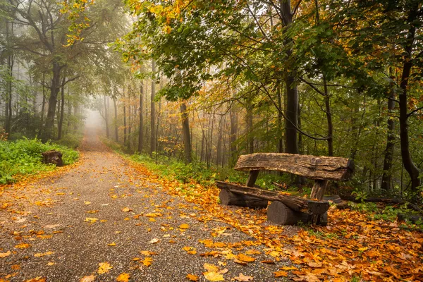 Banco en un bosque — Foto de Stock