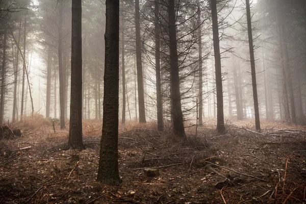 Spooky forest — Stock Photo, Image