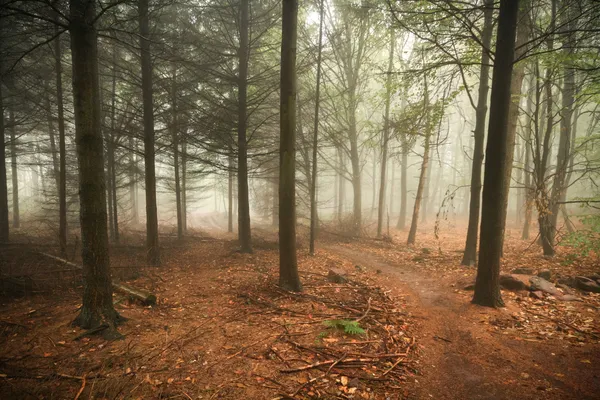 Foresta spettrale — Foto Stock