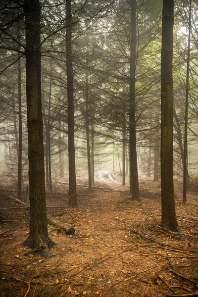 Bosque escalofriante — Foto de Stock