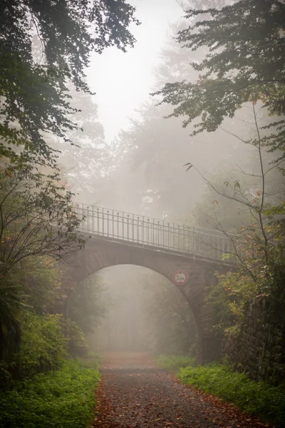 Weg door de mistige bos — Stockfoto