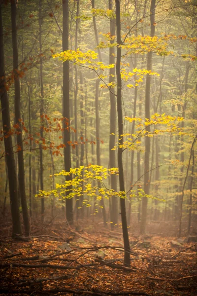 Giovane albero in una foresta — Foto Stock