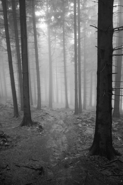 Туманный лес
