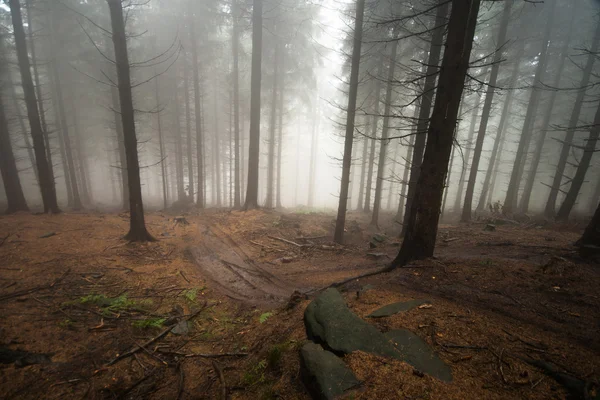 Bosque brumoso — Foto de Stock