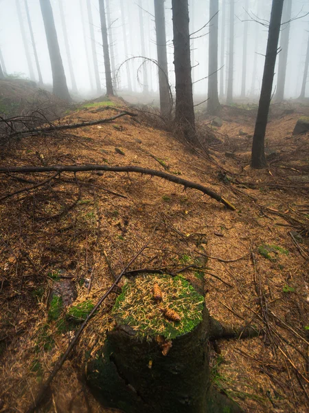 Foggy forest — Stock Photo, Image