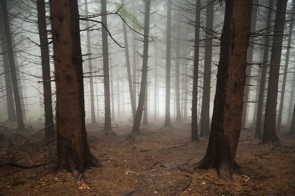 Foresta ricoperta di nebbia — Foto Stock