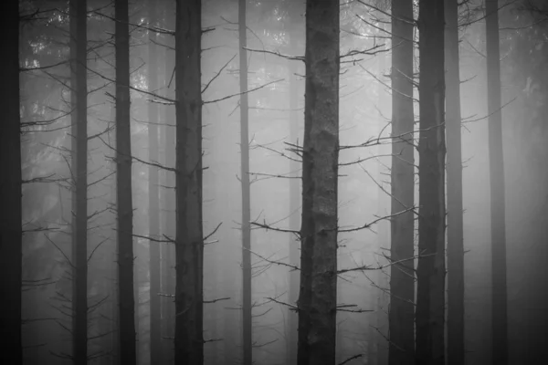 Foggy forest — Stock Photo, Image