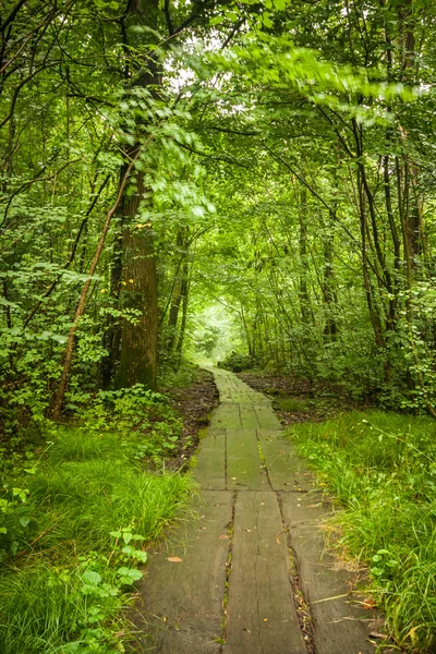 Bosque con vegetación fuerte — Foto de Stock