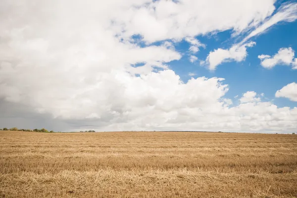 Canted wheat fields — Stock Photo, Image