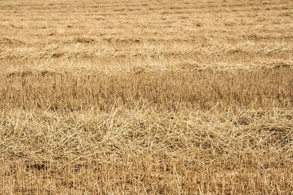 Canted wheat field — Stock Photo, Image