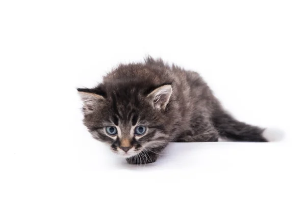 Small kitten on a white background — Stock Photo, Image