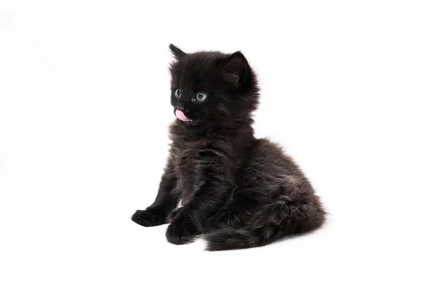 Gatito pequeño sobre un fondo blanco — Foto de Stock