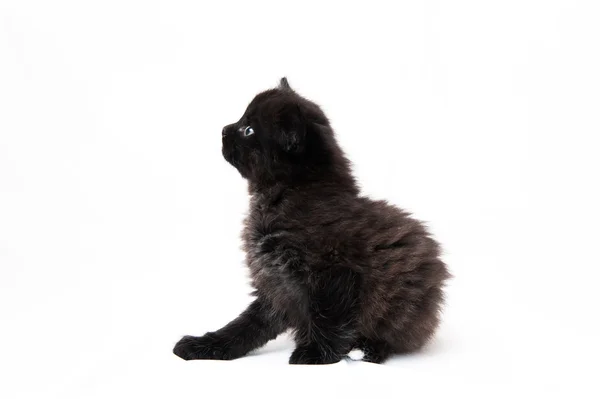 Gatito pequeño sobre un fondo blanco — Foto de Stock