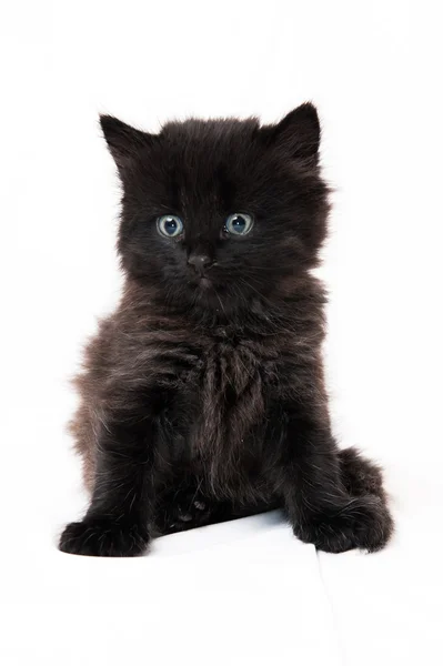 Small kitten on a white background — Stock Photo, Image