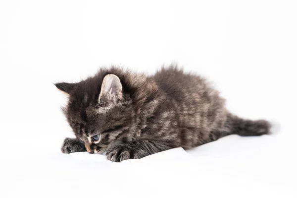 Gatito pequeño sobre un fondo blanco — Foto de Stock