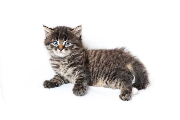 Gatito pequeño sobre un fondo blanco —  Fotos de Stock