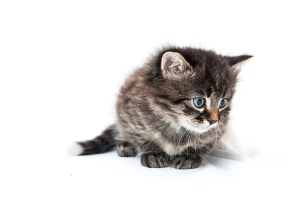 Small kitten on a white background — Stock Photo, Image