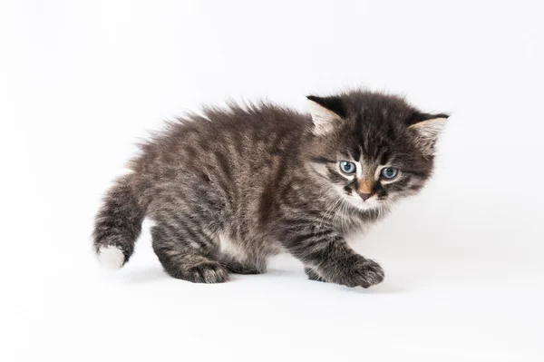 Gatito pequeño sobre un fondo blanco —  Fotos de Stock