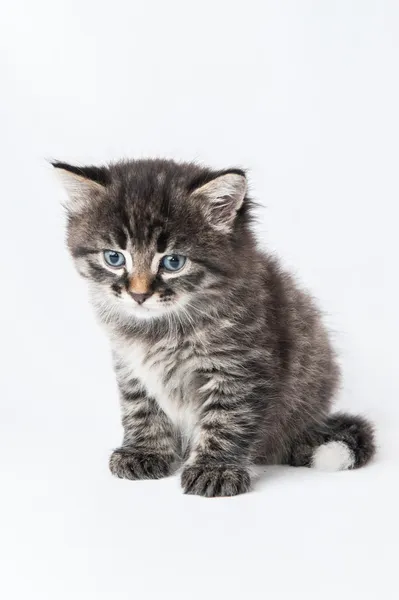 Gatito pequeño sobre un fondo blanco — Foto de Stock