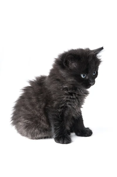 Gatito pequeño sobre un fondo blanco — Foto de Stock