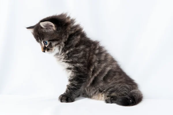 Piccolo gattino su sfondo bianco — Foto Stock