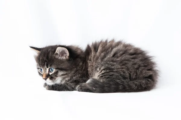Gatito pequeño sobre un fondo blanco —  Fotos de Stock