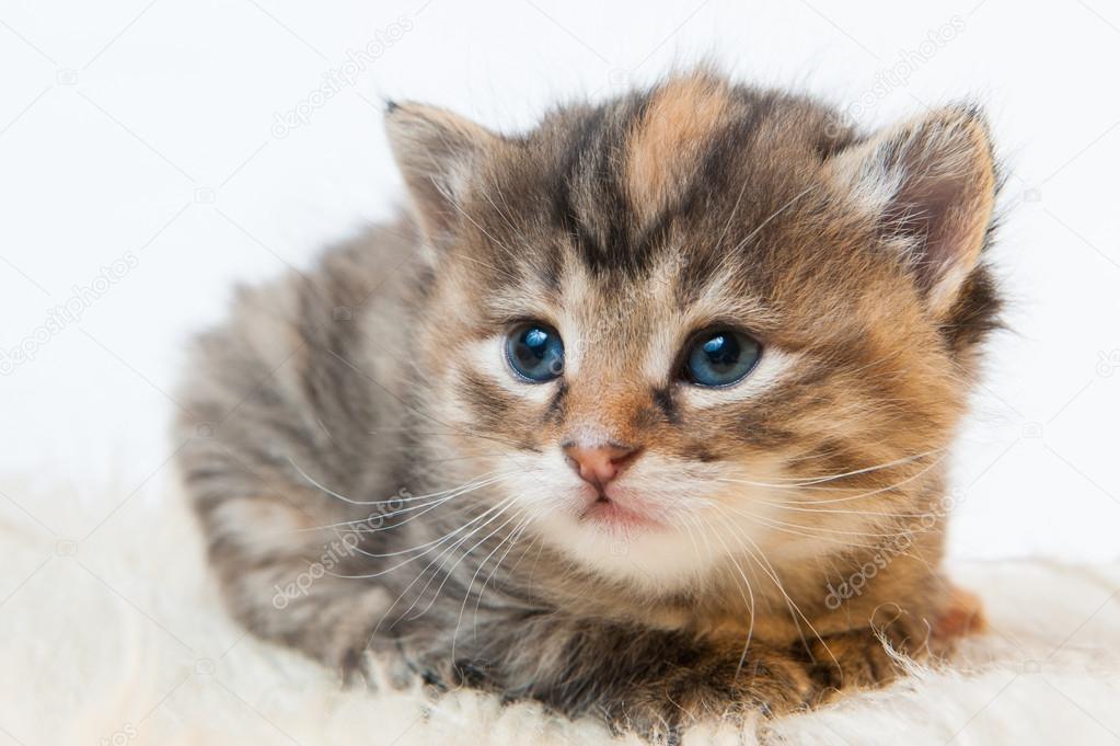 Small striped kitten on a white background