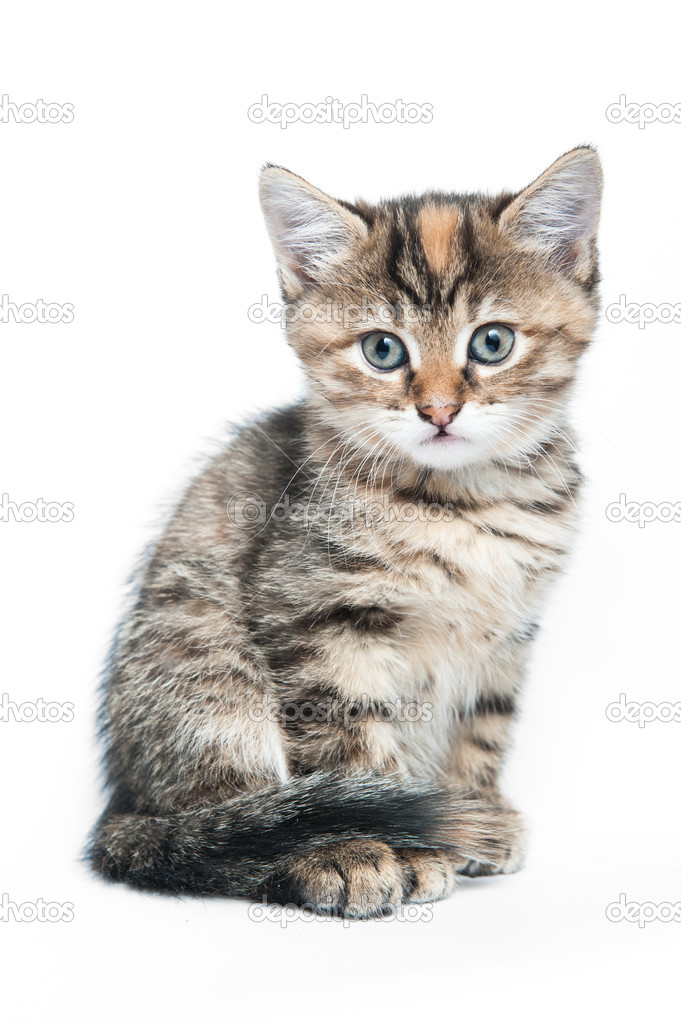Striped kitten