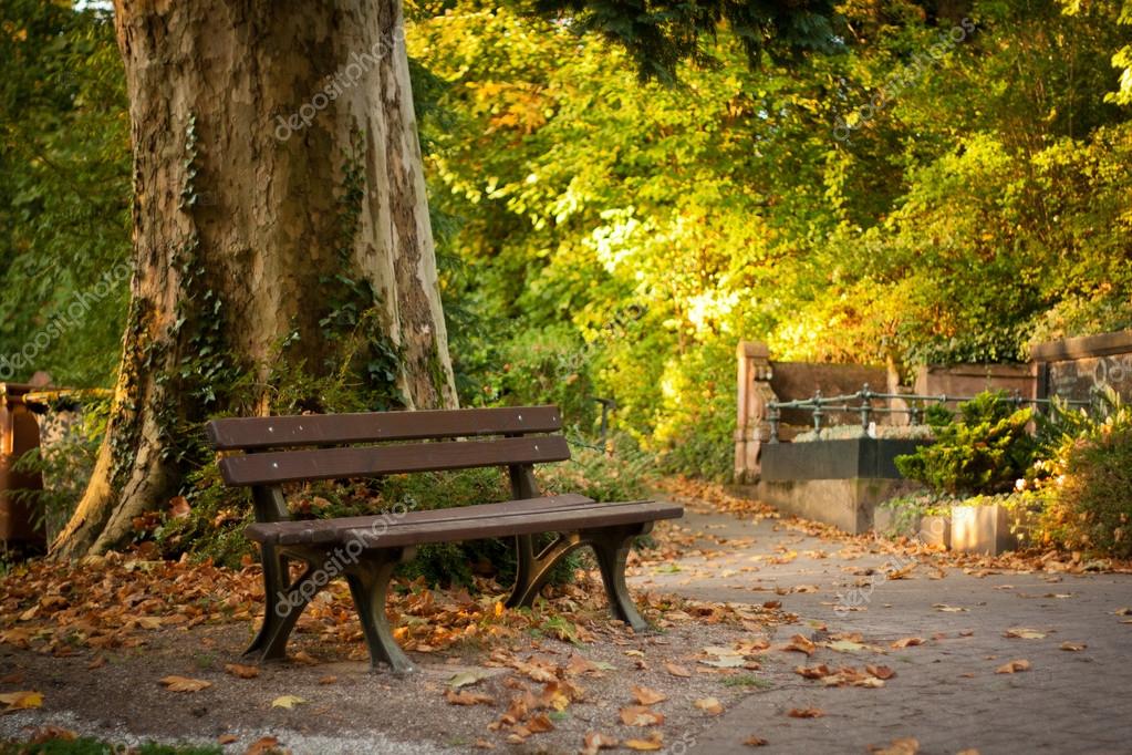 Park bench near a huge tree Stock Photo by ©savitskiy.lev 32335555