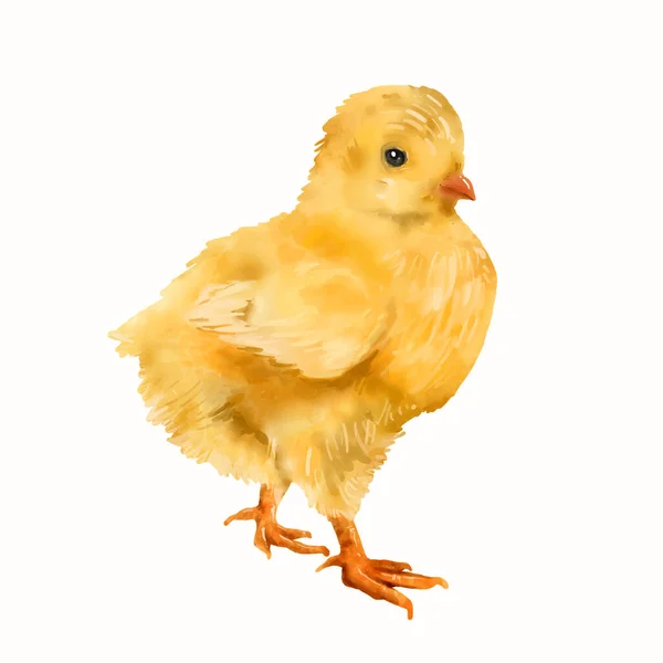 Υδατογραφία Μωρό Κοτόπουλο Απομονώνονται Λευκό Φόντο Μικρό Κίτρινο Κοτόπουλο Εικονογράφηση — Διανυσματικό Αρχείο