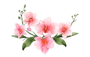 Beyaz arka planda pembe orkide suluboya çiçeği. Tropik çiçekler izole edilmiş. Klasik pembe çiçek boyası. Vektör illüstrasyonu.