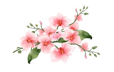 Beyaz arka planda pembe orkide suluboya çiçeği. Tropik çiçekler izole edilmiş. Klasik pembe çiçek boyası. Vektör illüstrasyonu.