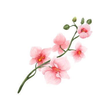 Beyaz arka planda pembe orkide suluboya çiçeği. Tropik çiçekler izole edilmiş. Klasik pembe çiçek boyası. Vektör illüstrasyonu.