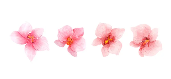 Pink Orchid Flowers Watercolor Collection Set Romantic Flowers Isolated White — ストックベクタ