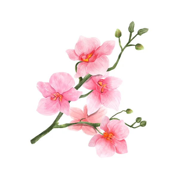 Ροζ Ορχιδέα Λουλούδι Ακουαρέλα Λευκό Φόντο Τροπικά Λουλούδια Απομονωμένα Vintage — Διανυσματικό Αρχείο
