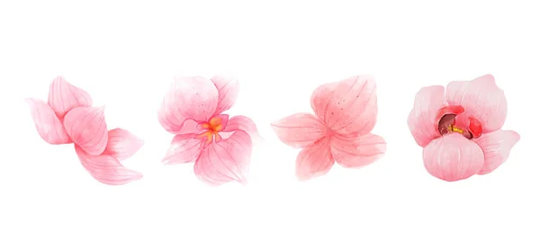 Pink Orchid Flowers Watercolor Collection Set Romantic Flowers Isolated White — ストックベクタ