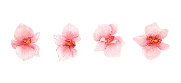 Fleurs Orchidée Rose Collection Aquarelle Ensemble Fleurs Romantiques Isolées Sur — Image vectorielle