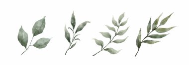 Yeşillik, Suluboya El Çizimi Yapıyor. Beyaz arka planda, suluboya tarzı yeşil yaprak seti. Tasarım için dekoratif güzellik koleksiyonu.