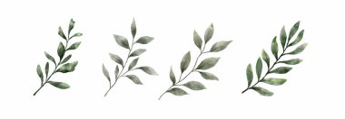 Yeşillik, Suluboya El Çizimi Yapıyor. Beyaz arka planda, suluboya tarzı yeşil yaprak seti. Tasarım için dekoratif güzellik koleksiyonu.