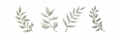 Yeşillik, Suluboya El Çizimi Yapıyor. Beyaz arka planda, suluboya tarzı yeşil yaprak seti. Tasarım için dekoratif güzellik koleksiyonu.