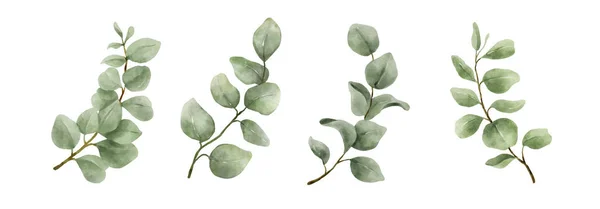 Grönska Lämnar Eucalyptus Akvarell Hand Drawn Uppsättning Gröna Blad Akvarell — Stock vektor