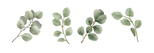 Grönska Lämnar Eucalyptus Akvarell Hand Drawn Uppsättning Gröna Blad Akvarell — Stock vektor
