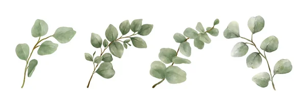 Grönska Lämnar Eucalyptus Akvarell Hand Drawn Uppsättning Gröna Blad Akvarell — Stock vektor