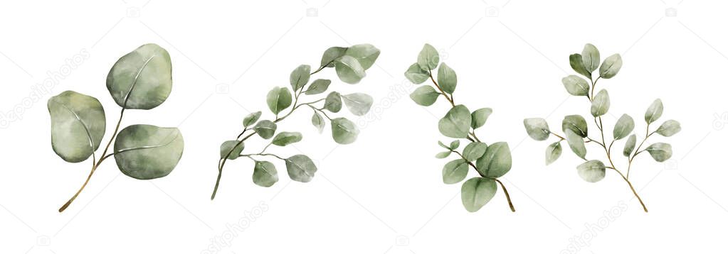 Greenery Leaves Eucalyptus Watercolor Hand Drawn. Set of green leaf in watercolor style isolated on white background. Decorative beauty elegant illustration collection for design.