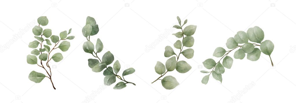 Greenery Leaves Eucalyptus Watercolor Hand Drawn. Set of green leaf in watercolor style isolated on white background. Decorative beauty elegant illustration collection for design.
