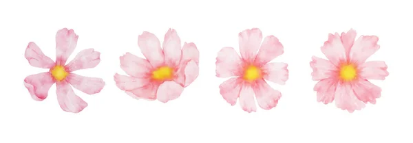 Kosmos Kwiaty Zestaw Akwareli Kolekcja Pięknych Różowych Kwiatów Akwarelowym Stylu — Wektor stockowy