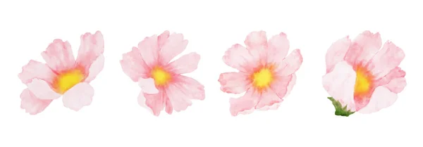 Kozmosz Virágok Akvarell Készlet Gyűjteménye Gyönyörű Rózsaszín Virágos Virágok Akvarell — Stock Vector