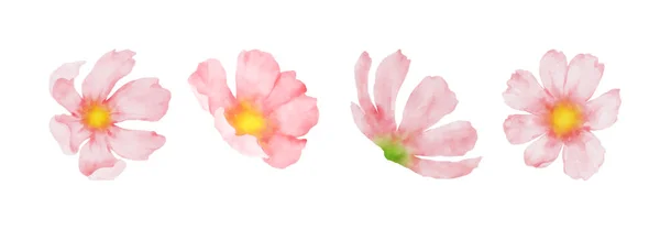 Kozmosz Virágok Akvarell Készlet Gyűjteménye Gyönyörű Rózsaszín Virágos Virágok Akvarell — Stock Vector